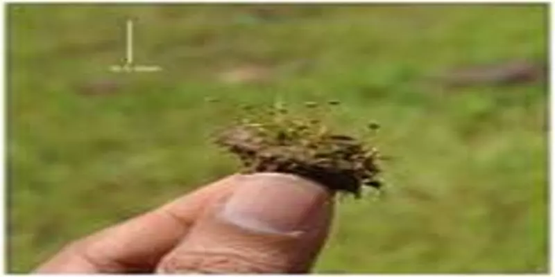 மேற்குத் தொடர்ச்சி மலையில் 2 புதிய வகை நன்னீர் தாவரங்கள் கண்டுபிடிப்பு.!