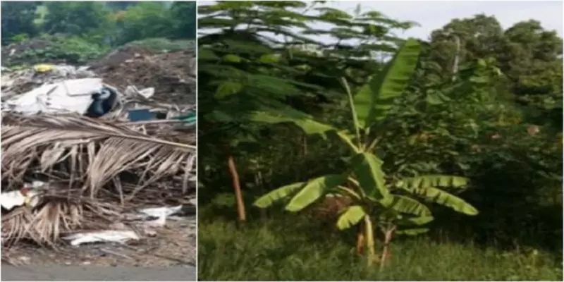 சென்னை நடுவே ஒரு காடு: முதல் ’மியாவாக்கி’ காடு பற்றிய தகவல்..!