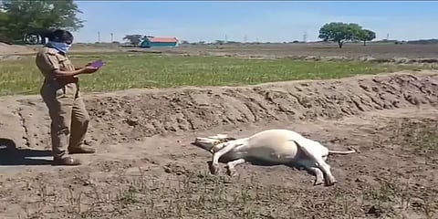 விவசாய நிலத்தில் மர்மமான முறையில் இறந்து கிடந்த பசுமாடுகள்...!