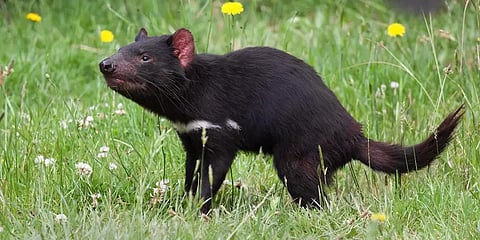 3,000 ஆண்டுகளுக்குப் பிறகு மீண்டும் காட்டுக்குள் வந்த டாஸ்மேனியன் டெவில்..!