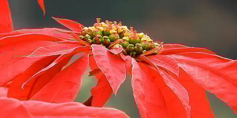 கொடைக்கானலில் பூத்துக் குலுங்கும் மெக்சிகன் பிளேம் கிறிஸ்துமஸ் மலர்கள்..!
