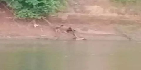 ஆற்றில் நீச்சல் அடிக்கச் சென்றவரை கடித்து குதறி மூன்று மணி நேரம் காத்திருந்த முதலை