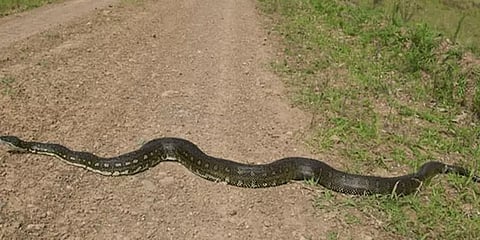 சுற்றி வளைத்த மலைப்பாம்பு.. தனி ஆளாக போராடி தப்பித்த 10 வயது சிறுவன்..!