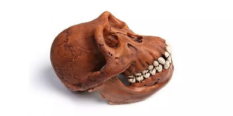 ஆப்பிரிக்காவுக்கு வெளியே... சீனாவில் கண்டெடுக்கப்பட்ட குரங்குப் புதைபடிவங்கள்