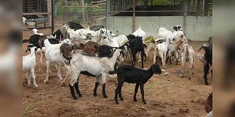 ஆடுகளை திருடிக்கொண்டு பயணம் : போலீசாரிடம் சிக்கிய திருடர்கள்