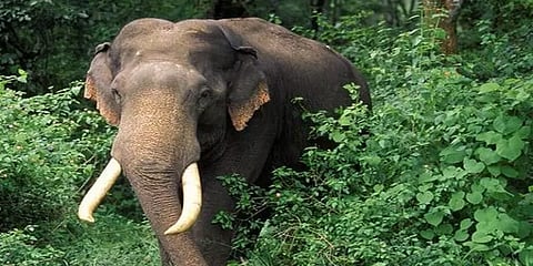 இயற்கை உபாதைக்கு சென்ற வட மாநில செங்கல் சூளை தொழிலாளி - யானை தாக்கி உயிரிழப்பு