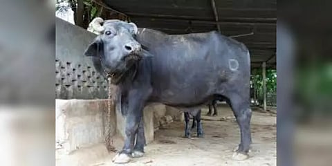 யார் உண்மையான உரிமையாளர் ? : எருமை திருட்டு வழக்கில் சுவாரஸ்யமான சம்பவம்..!