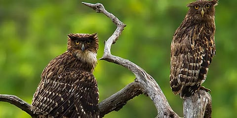 இந்த ஆந்தையை பார்த்திருக்கிறீர்களா ?