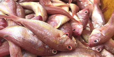 குளச்சல்: மீன்வரத்தும், விலையும் அதிகரிப்பு... மீனவர்கள் மகிழ்ச்சி