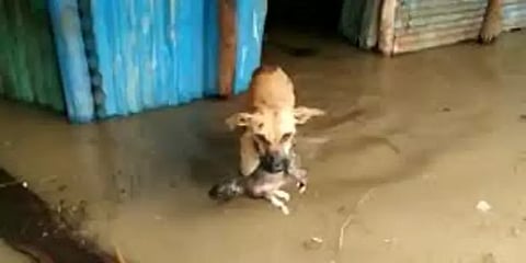 வெள்ளநீரில் சிக்கிய குட்டியை காப்பாற்றிய நாய்..! வைரலாகும் நெகிழ்ச்சி வீடியோ.!