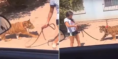 புலிக்குட்டியை அழைத்துக்கொண்டு வாக்கிங் சென்ற சிறுமி.! வைரல் வீடியோ!