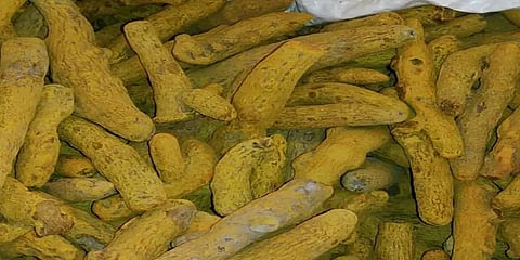 தமிழகம் டூ இலங்கை... அதிகளவில் கடத்தப்படும் மஞ்சள்.. அதிரவைக்கும் காரணங்கள்..!