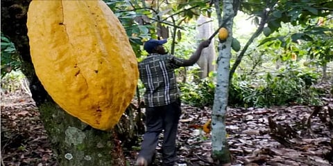 கானா: கொக்கோ பண்ணைகளில் அதிகரிக்கும் குழந்தைத் தொழிலாளர்கள்