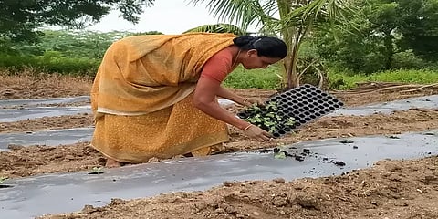 நாமக்கல்: தர்பூசணி நடவு பணியில் ஆர்வம் காட்டும் விவசாயிகள்...!