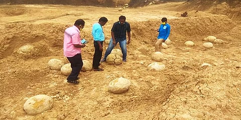 பெரம்பலூரில் டைனோசரா? தோண்ட தோண்ட கிடைத்த முட்டைகள்..!