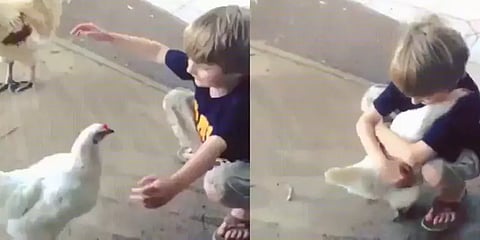 கோழியை கட்டி அணைத்து பாசம் காட்டும் சிறுவன் - வைரல் வீடியோ