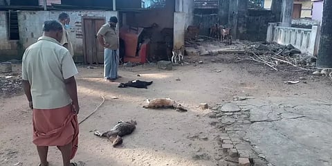 வெறி நாய்கள் கடித்து 8 ஆடுகள் பரிதாபமாக உயிரிழப்பு!