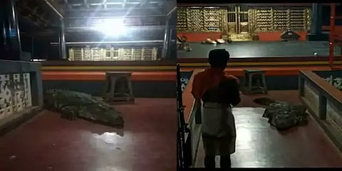 இது சொல்பேச்சு கேட்கும் சைவ முதலை... - கேரள கோவில் முதலையின் வைரல் போட்டோ..!