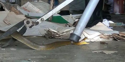 வட்டார கல்வி அலுவலகத்தில் புகுந்த சாரைப்பாம்பு: சிதறி ஓடிய அலுவலர்கள்