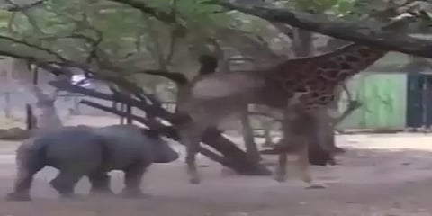 ஒட்டகச்சிவிங்கியிடம் உதைப்பட்டு பயத்தில் ஓட்டம் எடுக்கும் காண்டாமிருகம்: வைரல் வீடியோ