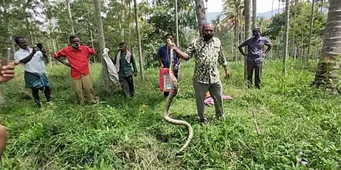 விவசாய நிலத்தில் பிடிபட்ட 10 அடி நீள மலைப்பாம்பு