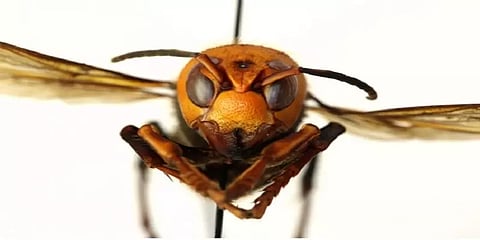 அமெரிக்காவில் ஆசிய விஷவண்டு கூடு: அறிவியல் விஞ்ஞானிகள் கண்டுபிடிப்பு