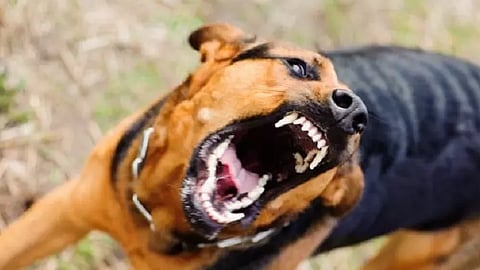 தெரு நாய்