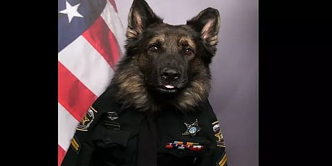 ஹேண்ட்ஸம் ’சிகோ’ - நெட்டிசன்களை கவர்ந்த புகைப்படம்