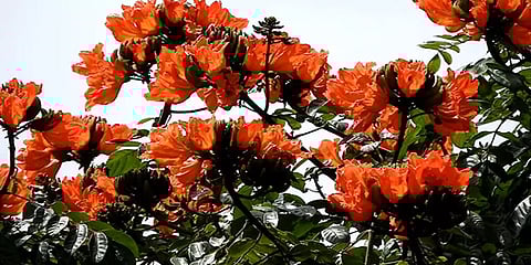 அழகுதான்.. ஆனால் ஆபத்து... கொடைக்கானலில் பூத்துக் குலுங்கும் ஆப்ரிக்கன் துலிப் மலர்கள்..!