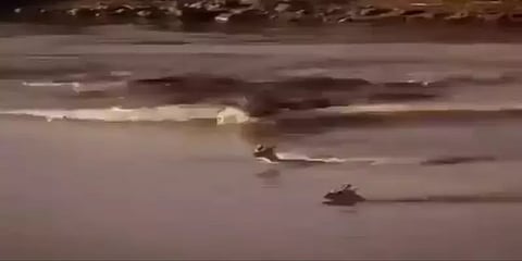 குட்டியை மீட்க முதலையிடம் தானாக சென்று சிக்கிய தாய் மான்: மனதை உருக்கும் வீடியோ