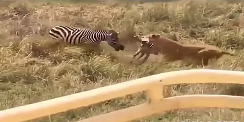 சிங்கத்தின் வாயில் சிக்கிய குட்டி.. வீரத்துடன் போராடி மீட்ட தாய்: மிரள வைக்கும் வீடியோ