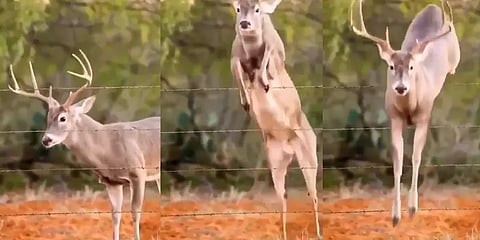 என்னா ஒரு ஜம்ப்ப்ப்ப்ப்பு! மிரள வைத்த மான்.. வைரல் வீடியோ!