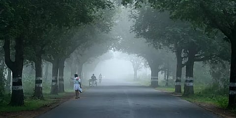 மரத்தை வேறு இடத்தில் நடும் நல்உள்ளங்களா நீங்கள்?: இதனை கவனத்தில் கொள்ளுங்கள்..!