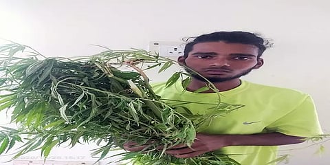 ஏரிக்கரை ஓரமாக கஞ்சா செடி... ஆவடி அருகே சிக்கிய இளைஞர்...!