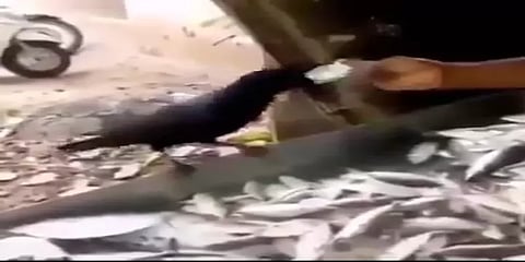 மீன் கடைக்காரரை ஏமாற்றிய காகம்: வைரல் வீடியோ