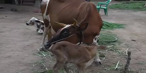 வால் இல்லாத கன்றுக்குட்டியை ஈன்ற பசுமாடு: கண்டு ரசித்த மக்கள்!