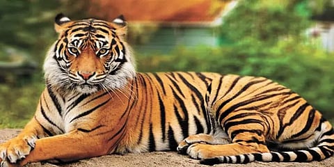 பூங்காவில் இருந்த புலி மாயம்: தீவிரமாக தேடும் அதிகாரிகள்.. பீதியில் மக்கள்..!