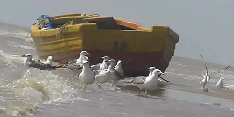 இலங்கை டூ கோடியக்கரை... கூட்டம் கூட்டமாக படையெடுக்கும் கடற்காகங்கள்