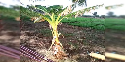 3 மாதம் 3 1/2 அடி உயரம்... குலை தள்ளிய அதிசய வாழை மரம்....