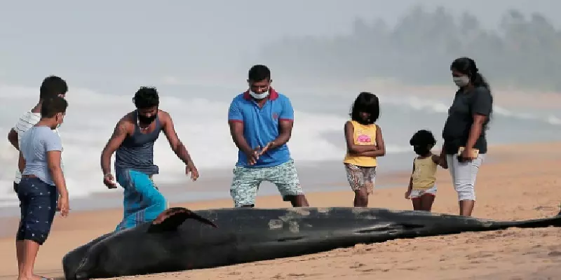 கூட்டமாக கரை ஒதுங்கிய திமிங்கலங்கள்..! ஓடி ஓடி காப்பாற்றிய மனிதர்கள்..!