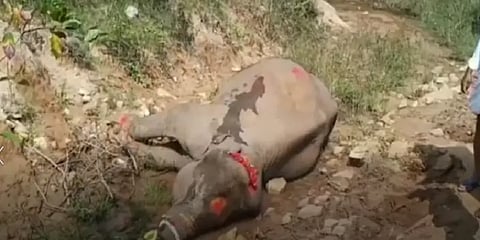 ஆழிக்குழிக்குள் விழுந்தக் குட்டியானை உயிரிழப்பு