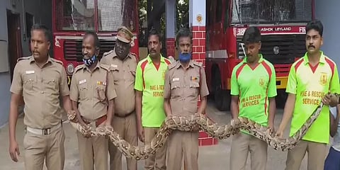 பழனி முருகன் கோயில் அருகே 15 அடி நீளமுள்ள பாம்பு ... அதிர்ச்சியடைந்த ஊழியர்கள்!