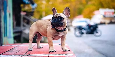 அமெரிக்காவின் ரேபிட் ஹஷ் நகர மேயராக ‘நாய்’ தேர்வு - ஆச்சர்ய தேர்தல் !