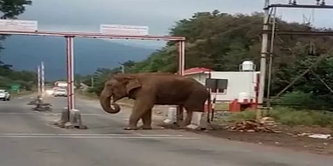 கரும்பு லாரி எப்போ வரும்? காத்திருக்கும் காட்டுயானை... வாகன ஓட்டிகளுக்கு எச்சரிக்கை..!