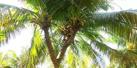 ஒரே மரம் நான்கு கிளைகள்... தேனியில் அதிசய தென்னை மரம்...