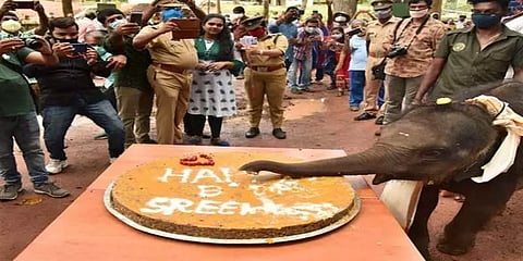 கேரளாவில் கேக் வெட்டி பிறந்தநாள் கொண்டாடிய ஒரு வயது யானை!