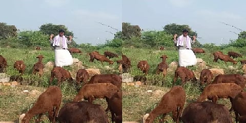 சம்பளம் கிடைக்காததால் ரூ.200 கூலிக்கு ஆடுமேய்க்கும் கல்லூரி விரிவுரையாளர்!