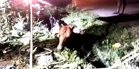 சாக்கடை குழியில் விழுந்த குதிரை: போராடி மீட்ட தீயணைப்புத் துறையினர்