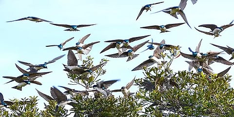 பறவைகளுக்காக 40 ஆண்டுகளாக தீபாவளிக்கு வெடி வெடிக்காத கிராமம்