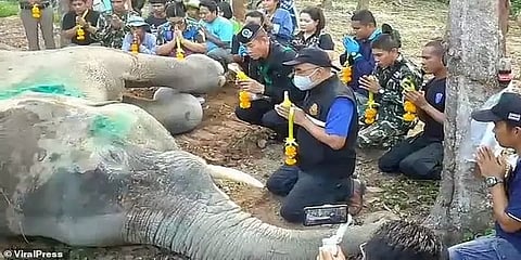 ஒரு மாத 'உயிர்' போராட்டம்... தாய்லாந்து மக்களை கலங்கவைத்த யானை!